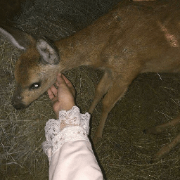 deer