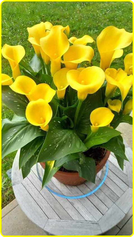 gele-bloemen.png