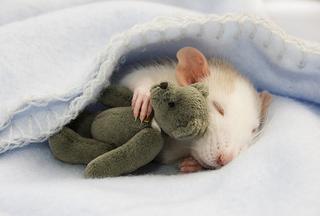 [Image: mouse-and-bear.jpg]