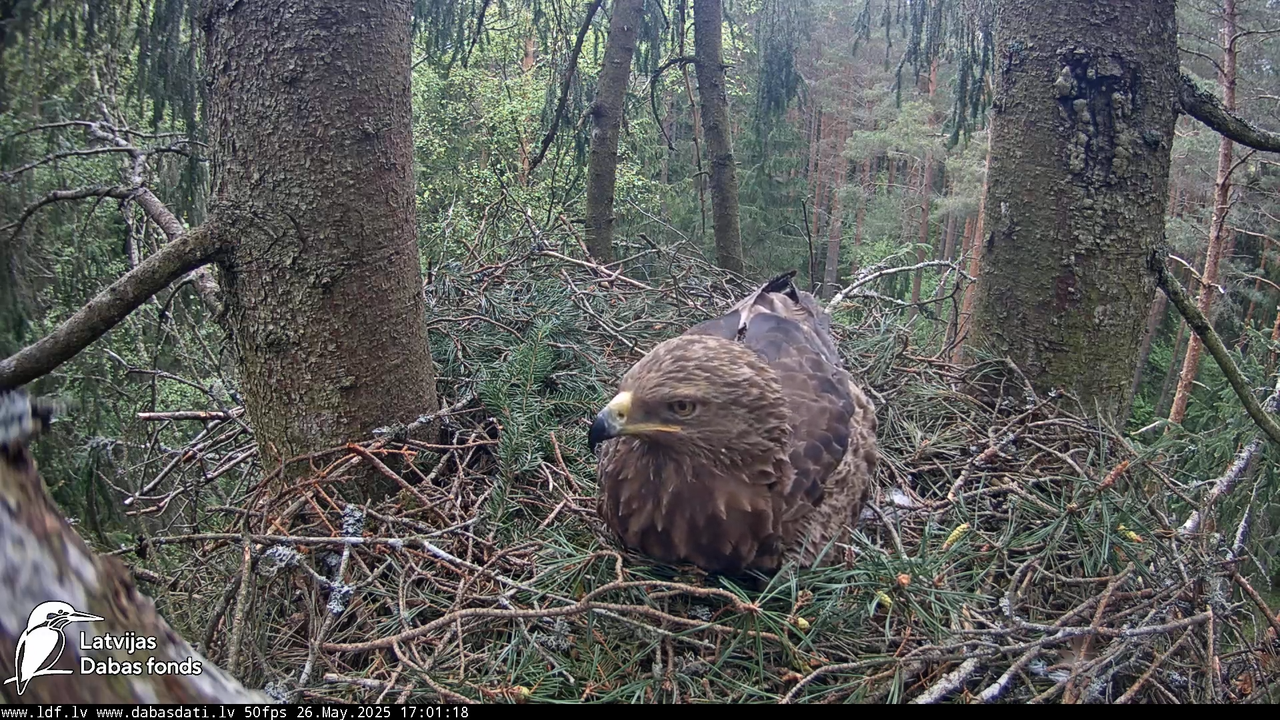 Mazais ērglis (Clanga pomarina), ligzda eglē __ Lesser spotted eagle in spruce, Zemgale, Latvia 14-5