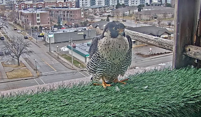 UW Oshkosh Peregrine Przechwytywanie-w-trybie-pe-noekranowym-16-01-2023-173104