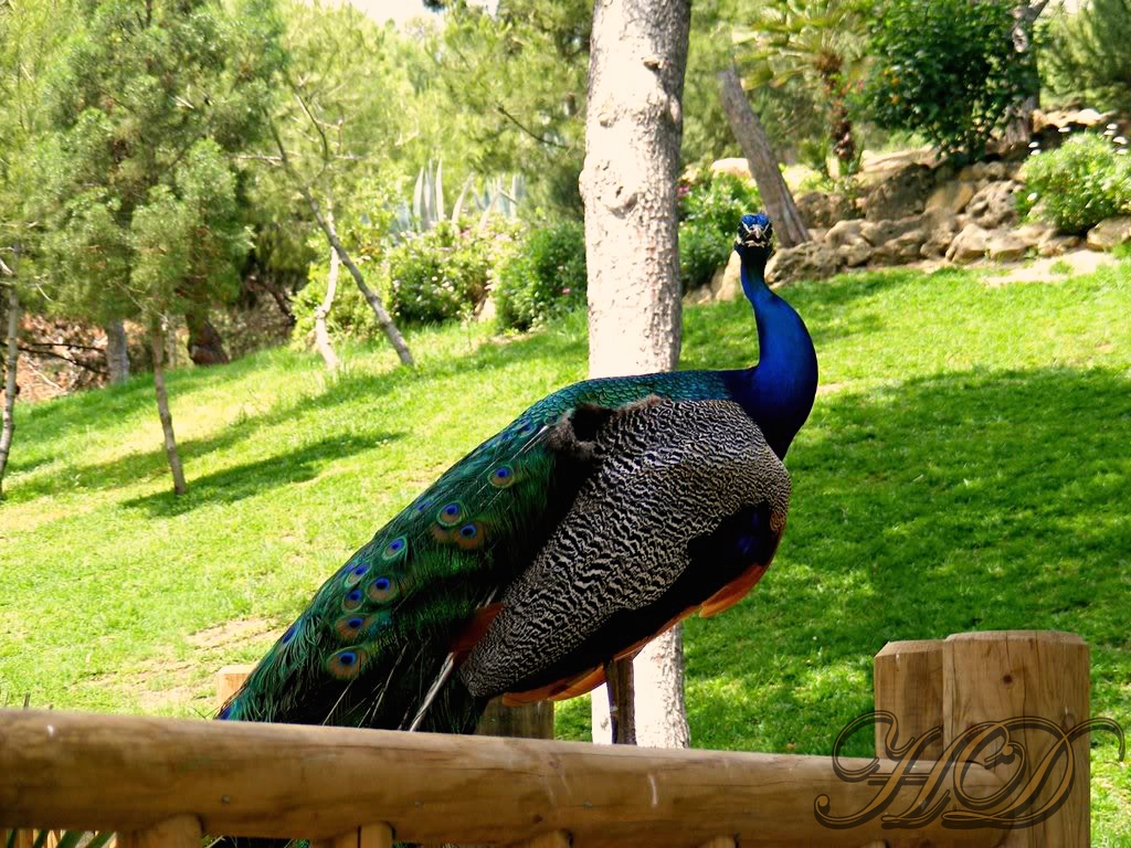 animal-Peacock-Spain-HD.jpg