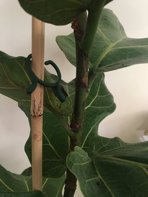 95BF8F3C-C3D9-4962-AA5D-C5FBA4D2F39E