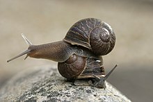 220px-Jeremy-the-left-coiling-snail-on-top-of-a-right-coiling-snail-Theresa.jpg
