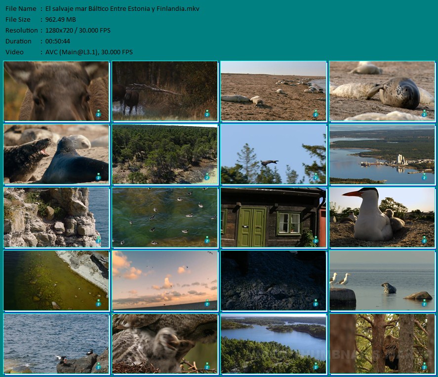 El salvaje mar Báltico: (2019)Webdl 720p Esp 3/3 El salvaje mar Báltico: (2019)Webdl 720p Esp 3/3