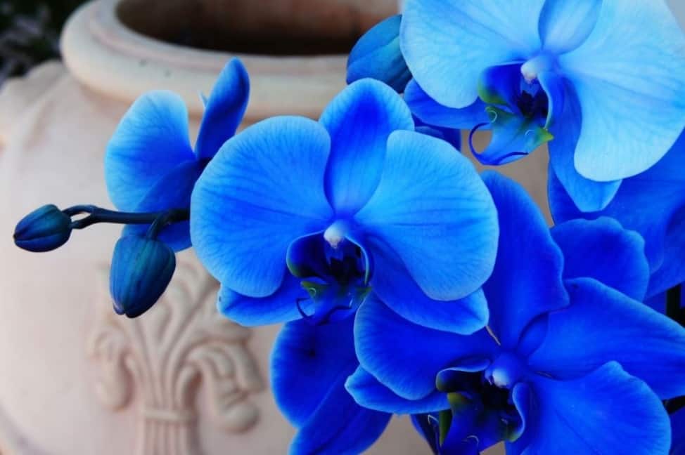 Существуют ли синие орхидеи в природе или это вымысел