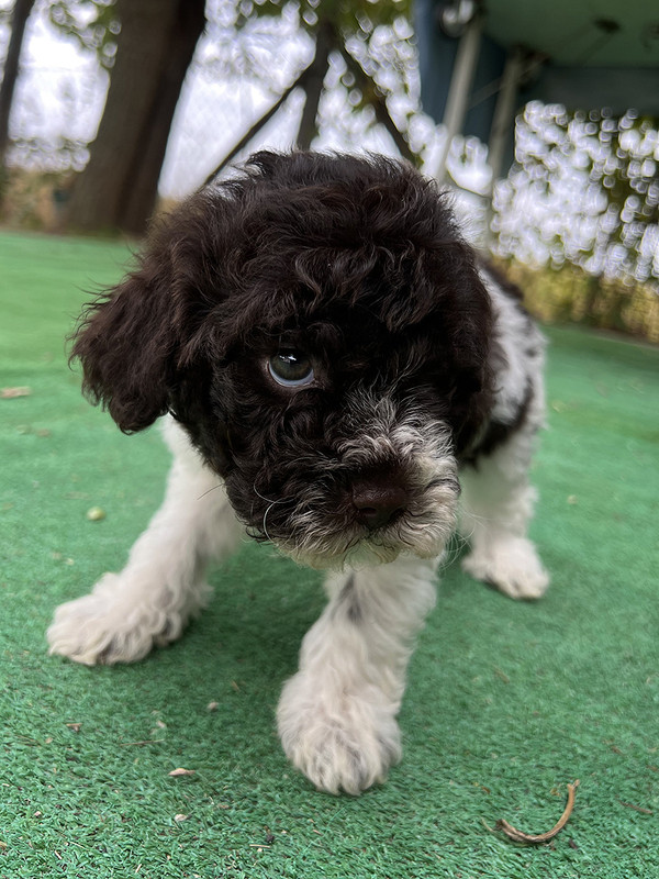 Lagotto Romagnolo female puppy for sale – Ideal Dale Era – 48 days old – photo 9