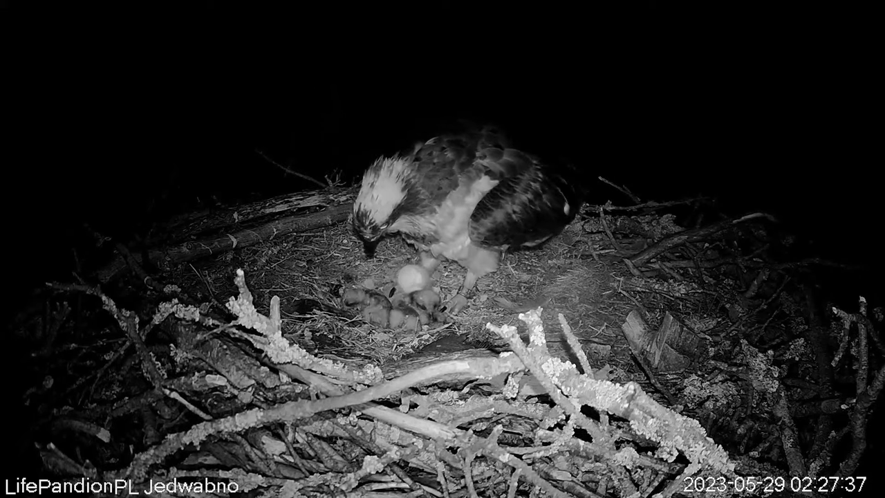 Rybołowy Online Puszcza Napiwodzko-Ramucka _ Ospreys Online in Napiwodzko-Ramucka Forest 7-56-18 scr