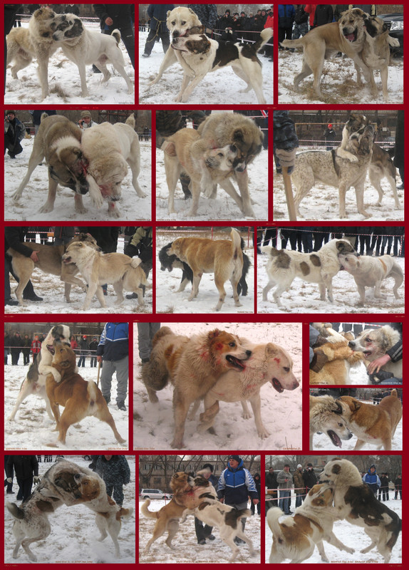 = БАШИР БАТЫЙ. РИЧ КАРАТ. ЧАК ТУГАН. ХАЗАР ТУМАН. 2 ЧИНИЗЫ. МУРЗ