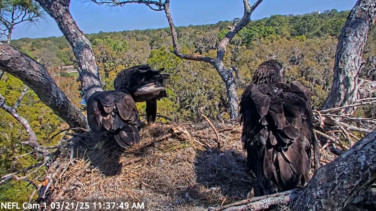 NEFL Cam 1 — tiešraidē Bald Eagle Cam 14-36-42 screenshot