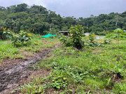 inicio-plantacion