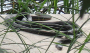 IMG-0514.jpg