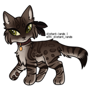 snow sepia charcoal spotted bengal