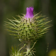 Cirsium vulgare (Spear Thistle) - CLR - _JUS4286 - CLR