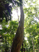 Arroceros-Forest-Park-Manila-Bagras20260715-141043