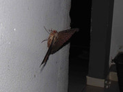 31.4.visiting moths IV