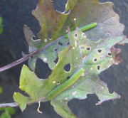 Two caterpillars on kale leaf