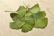 Ginkgo Biloba Leaves