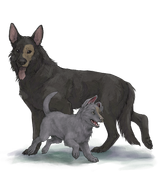 GSDAdultPupbrownetyesplotchright