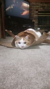 half-burrito