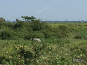 BBG&B20KazirangaAndMajuli - 6