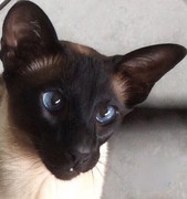 I-Bizzy-Bizzibabs-PRA-Siamese