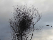 65.5.welcoming winter V