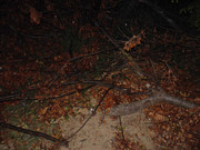 61.5.ghosts of autumn V