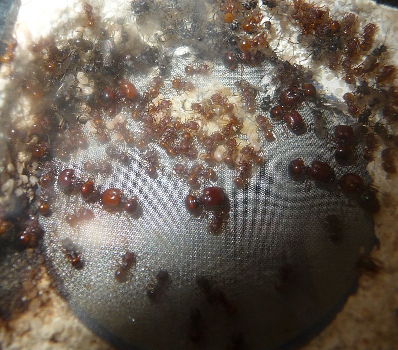 0310-Acan2.jpg