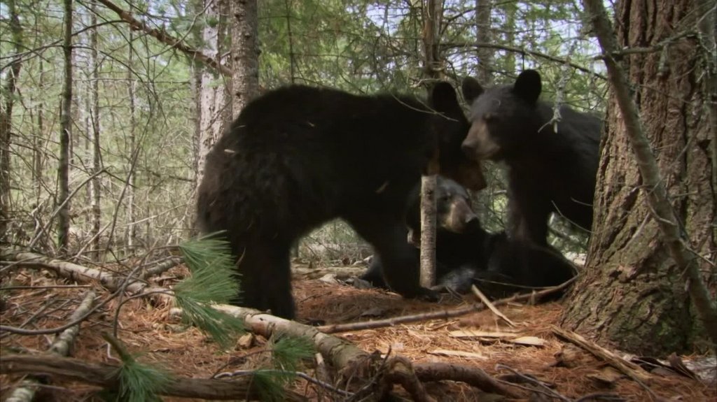 BBC Natural World 2009 Bearwalker of the Northwoods | En ,6CH | [1080p] HDTV ... W1125kzrepia
