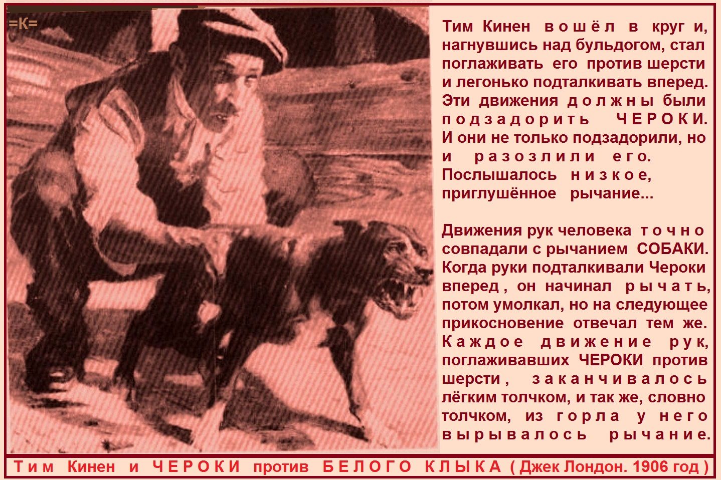 СОБАКИ АПБТ ТИ Стимуляция гладить против шерсти ЧЕРОКИ БЕЛЫЙ КЛЫ ...