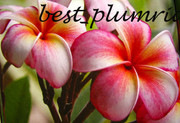 Plumeria_Rungtawan