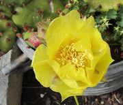 Opuntia humifusa Opuntia-humifusa007