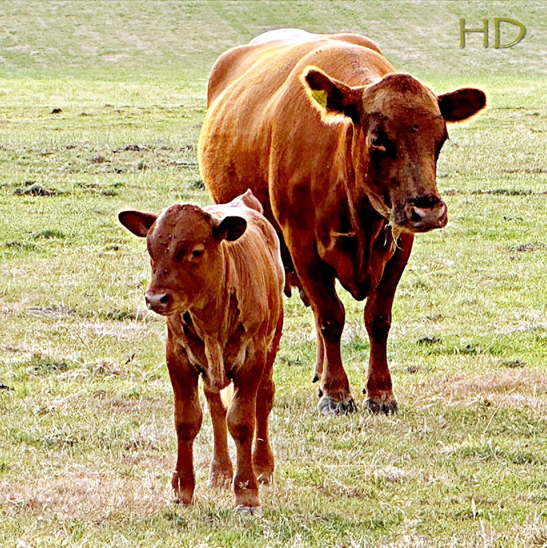 calf-cow-HD.jpg