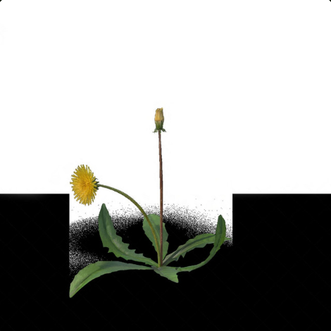 a dandelion growing out of black concrete, on a white background.
