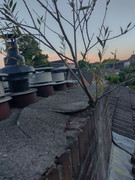 IMG-20250617-215800805-HDR.jpg