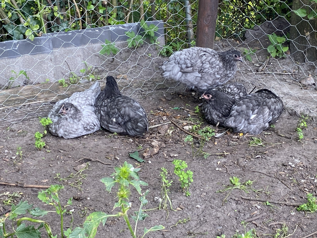 3A68A41B-325F-4A90-9E6D-E125C8FF4954