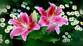 Thơ hoạ Nguyễn Thành Sáng & Tam Muội (2081) Lilies-Tiger-Lily-Flowers-Lily-Garden-Desktop-Wallpapers-HD-915x515