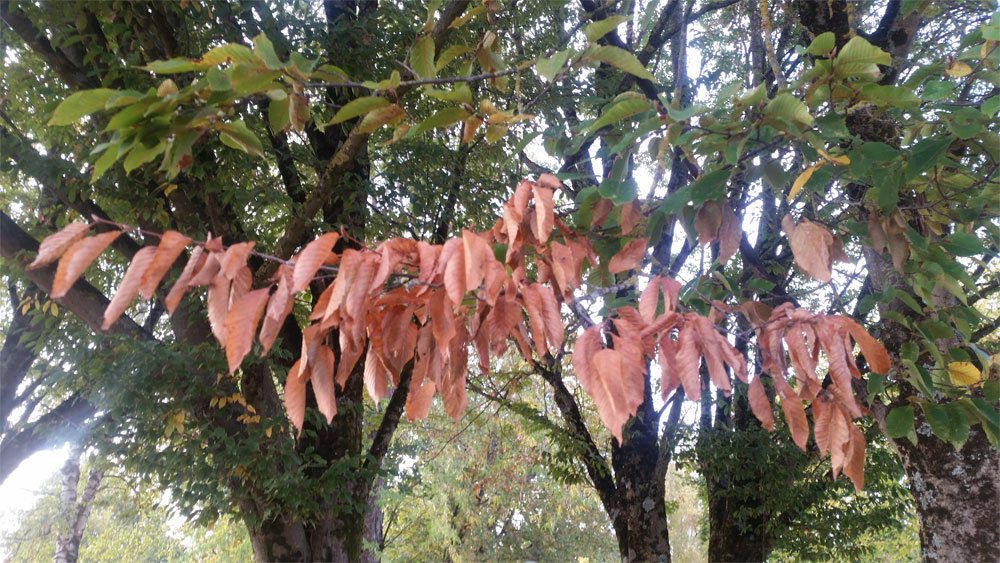 [Image: y20181008_180404.jpg]