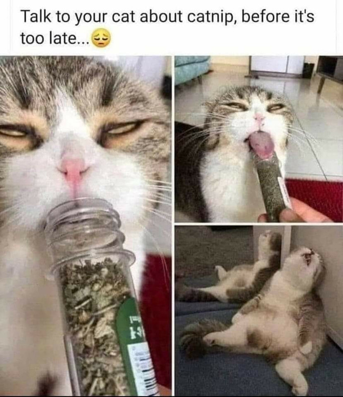 cat-nip-addict.jpg