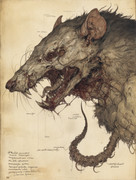 HighRes-Wolfsratte Skizze-standard v2-2x