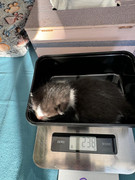 Afbeelding van WhatsApp op 2024-06-24 om 20.38.17_dfbba4b6