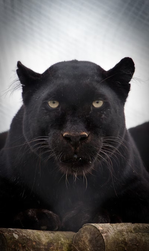 Screenshot_20250502-205527 (1)