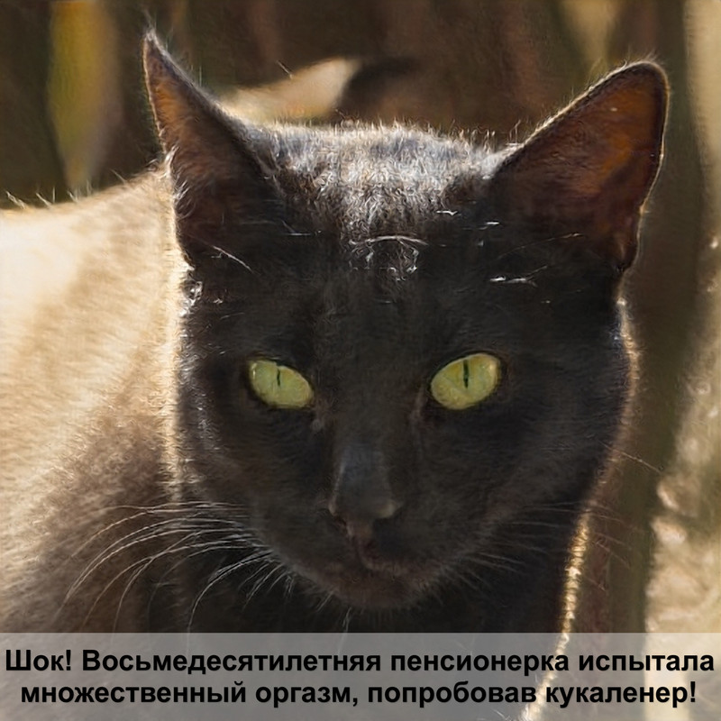 сибирская кошка золотой окрас