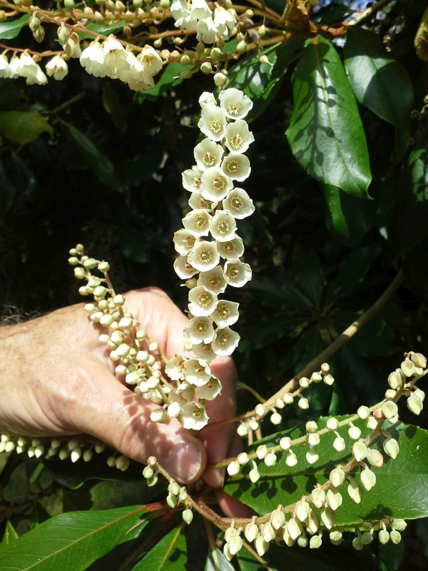 Clethra arborea