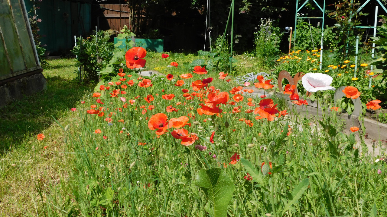 перво-дачное июньское 009