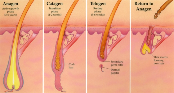 Understanding Hair Growth Cycles