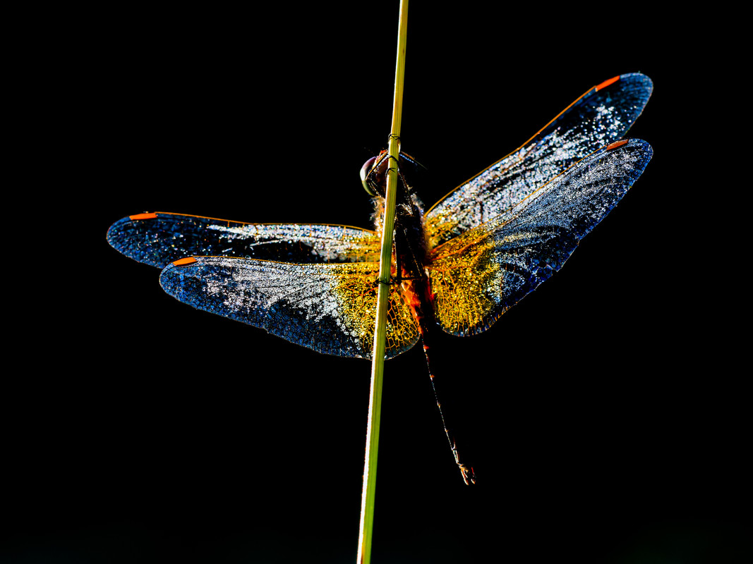 20250712041512_0J1A3663_cr