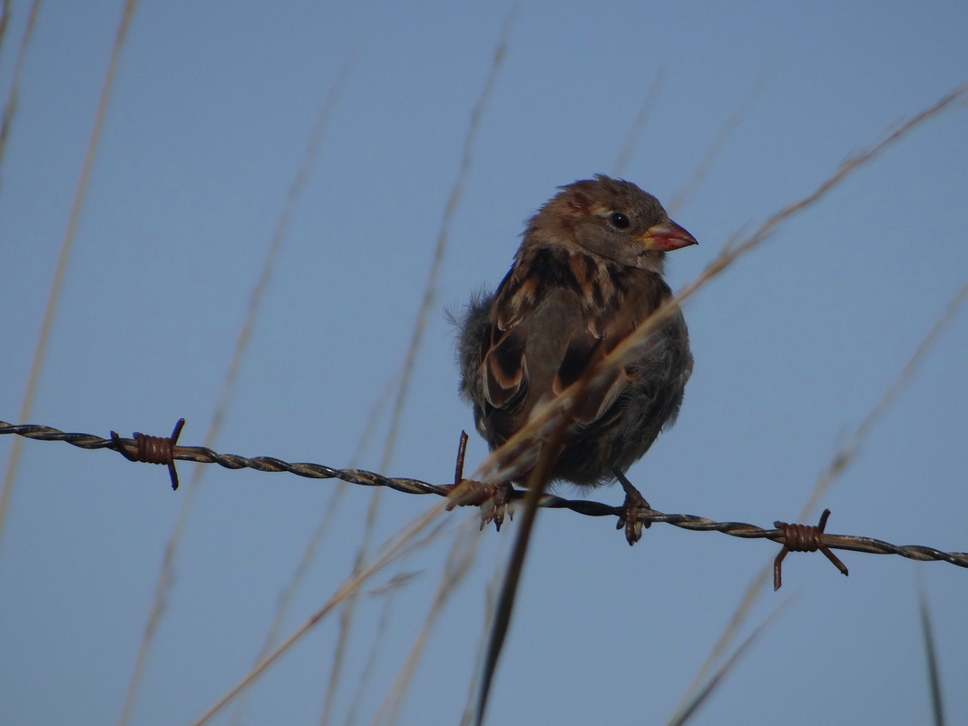 SPARROWS 70 230825