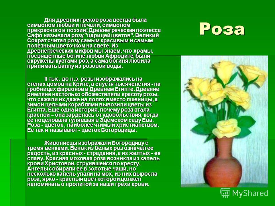 Какой цветок называют царицей цветов. Почему розу назвали розой. Описание цветка розы. Какой цветок называют царицей цветов. Интересная информация о розе.